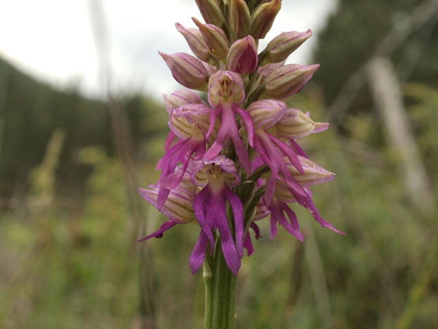 ibrido di orchis italica con orchis anthropophora